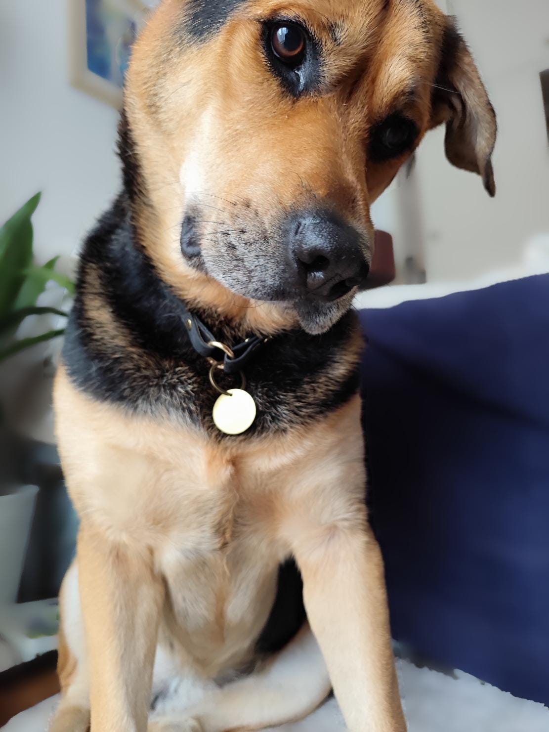 Handmade Leather Dog Tag Collar – Natural Leather Pet ID Collar